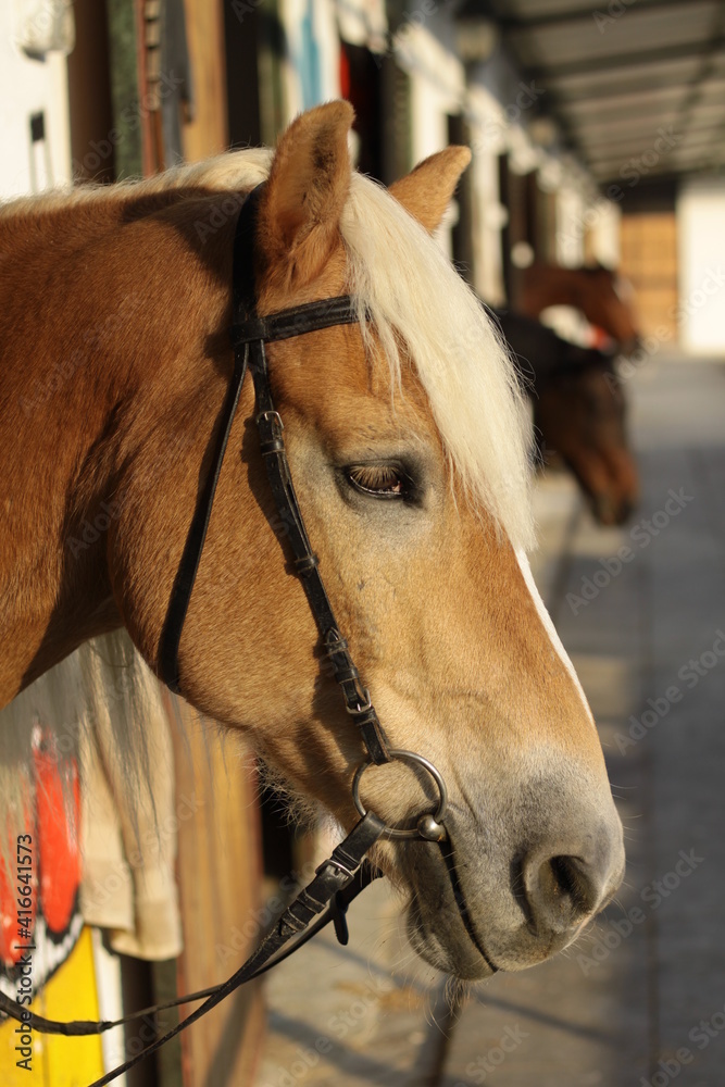 Fototapeta premium horse portrait