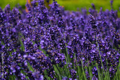 Bright  fragrant lavender fields bloom on a sunny day.
