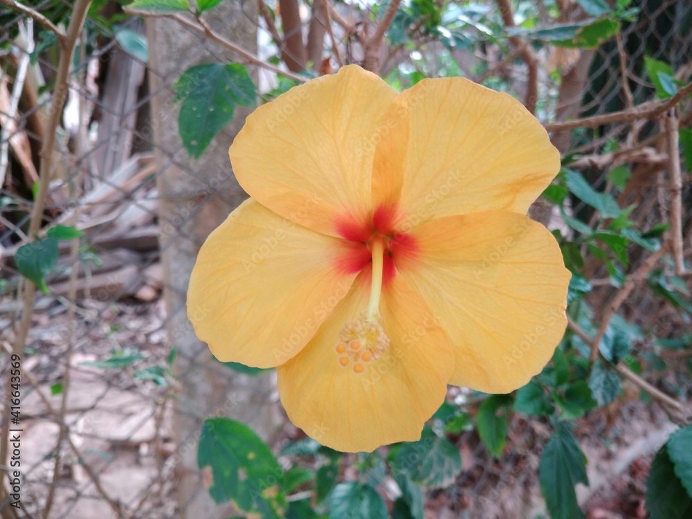 Yellow Hybiscus Yellow Hybiscus