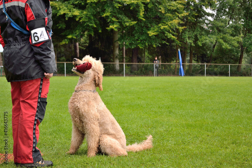 Fotografi Poodle Retrieves Object When Tested
