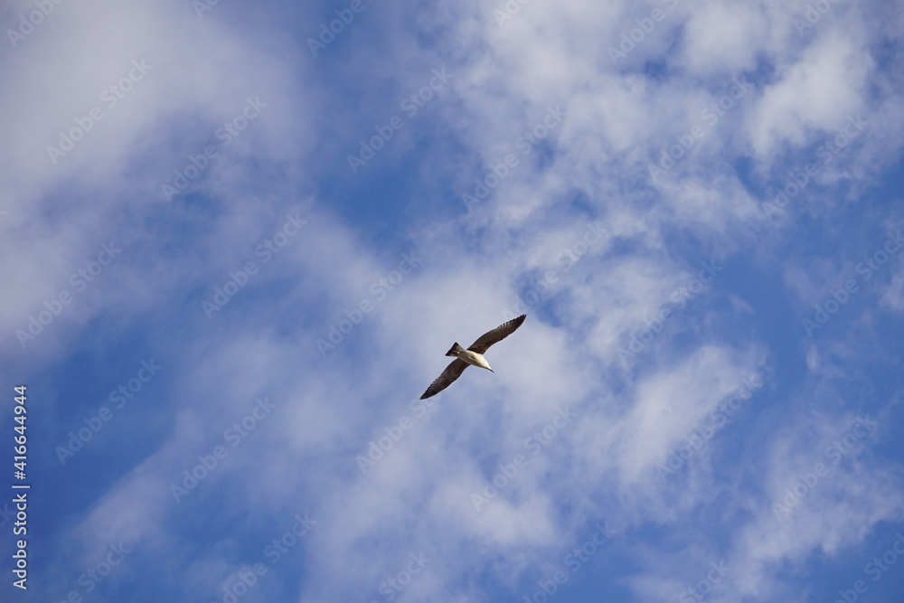Obraz premium seagull in flight