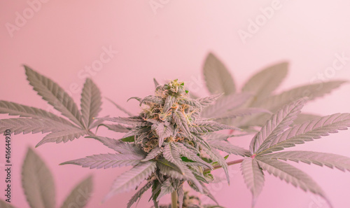 Cannabis flower hemp