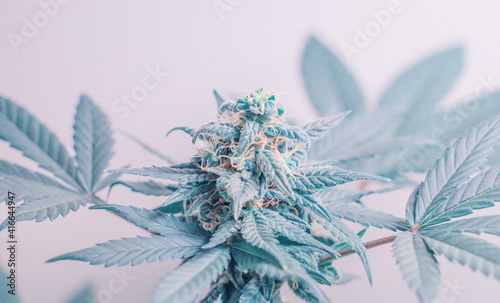 Cannabis flower hemp