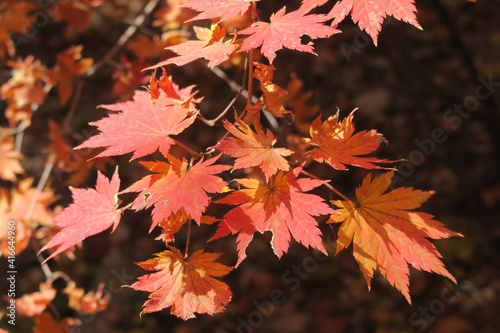 red maple leaves