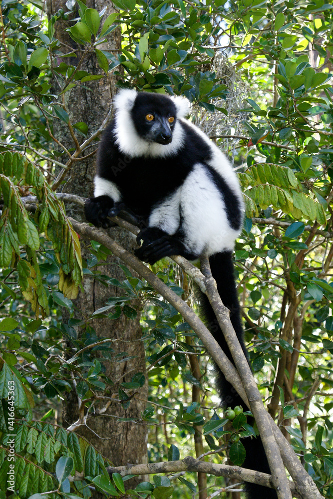 Fototapeta premium Black and white ruffed lemur clinging to branch, Lemurs Island, Andasibe National Park (Perinet), Madagascar