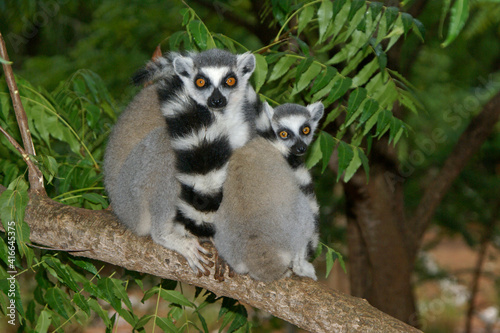 Ring-tailed lemurs sitting in a tree, Berenty, Madagascar