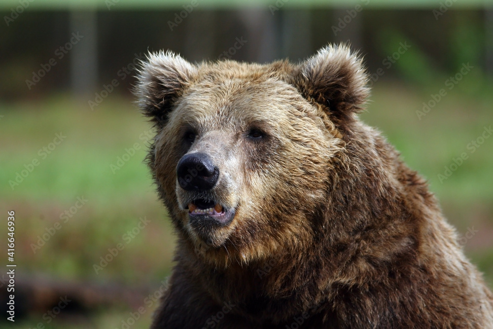 Brown Bear