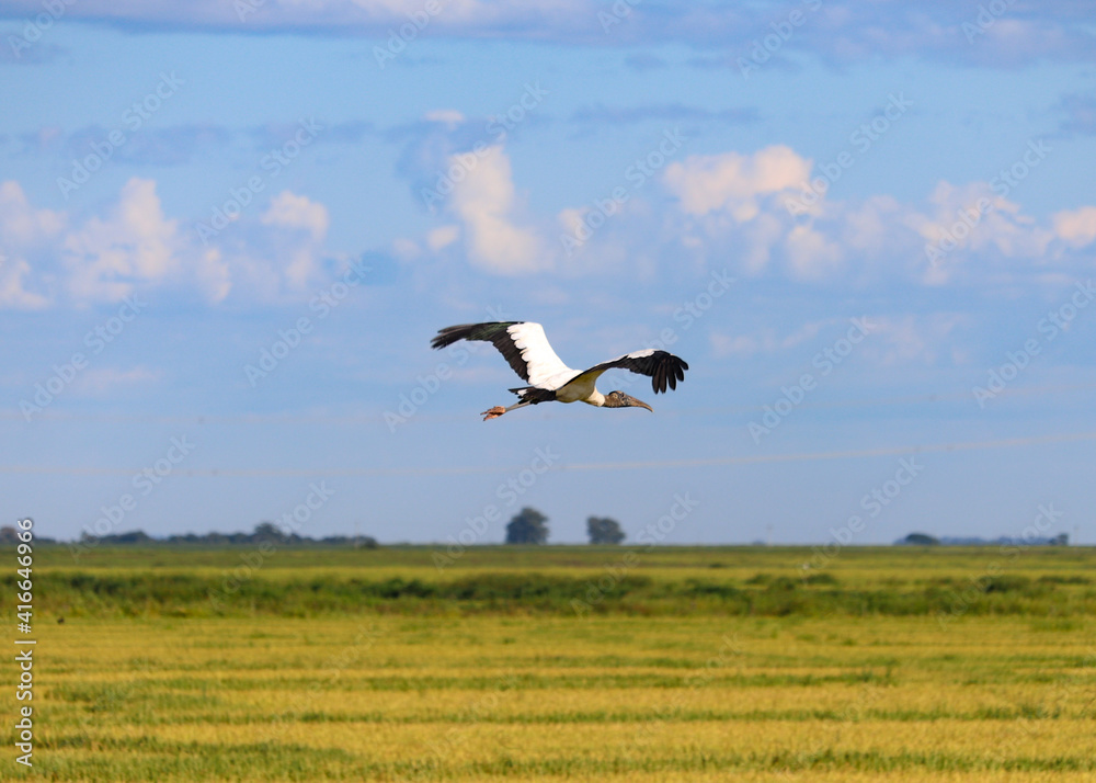 Fototapeta premium stork in the field