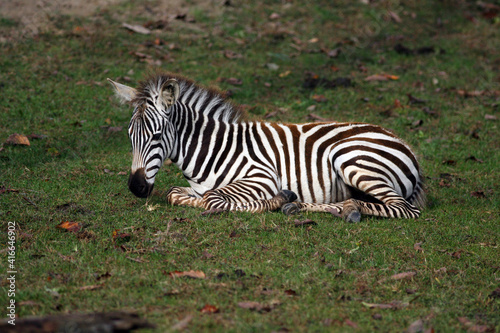 Zebra