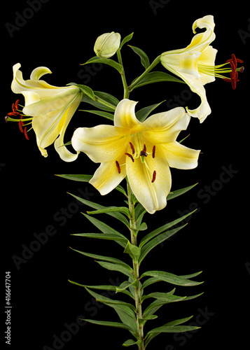 Fototapeta Naklejka Na Ścianę i Meble -  Flower of yellow oriental lily, isolated on black background
