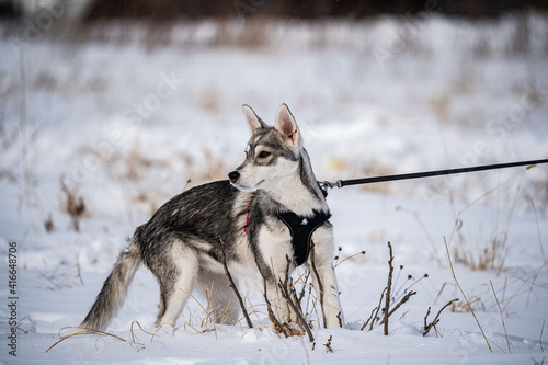 A dog husky run in the snow