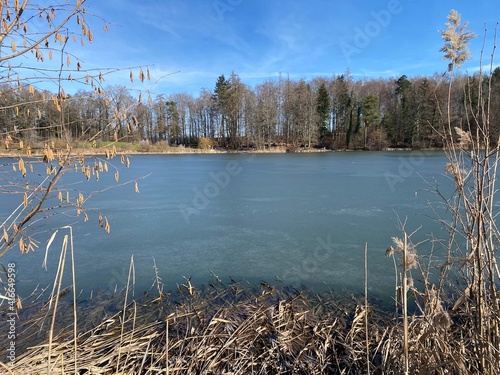 Late winter and early spring on the Bergweiher pond and on the slopes of the Horgenberg hill, Horgen - Canton of Zürich (Zuerich or Zurich), Switzerland (Schweiz) photo