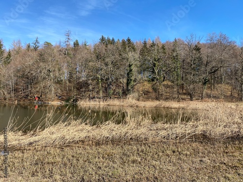 Late winter and early spring on the Bergweiher pond and on the slopes of the Horgenberg hill, Horgen - Canton of Zürich (Zuerich or Zurich), Switzerland (Schweiz) photo