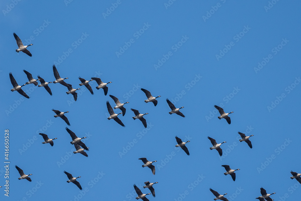 Flock of Flying Canada Geese
