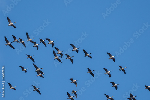 Flock of Flying Canada Geese