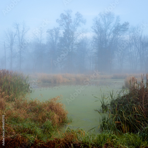 Misty Morning in the Swamp
