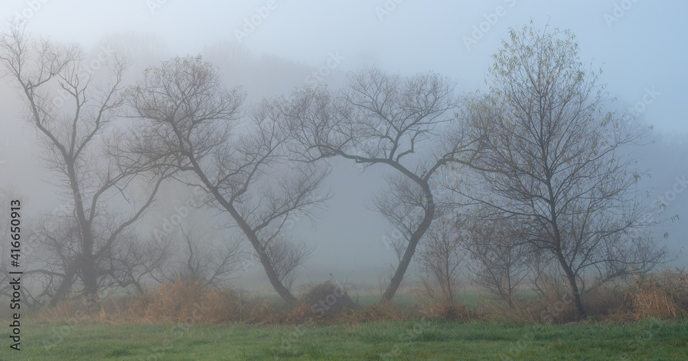 Trees In the Morning Mist