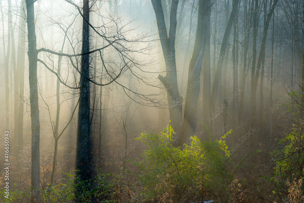 Trees in the Morning Sunlight and Fog Trees in the Morning Sunlight and Fog