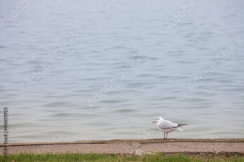 Black headed gull on its winter plumage, also called chroicocephalus ridibundus resting its wings near Palic Lake, a major natural landmark of Voivodina, Serbia, during an autumn afternoon photo