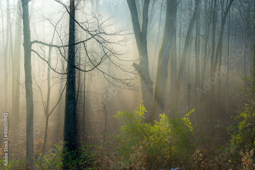 Trees in the Morning Sunlight and Fog