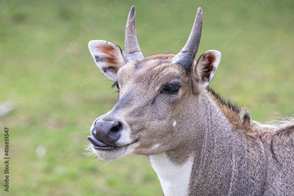 Close-up portrait of male nilgai with tongue sticking out. Largest