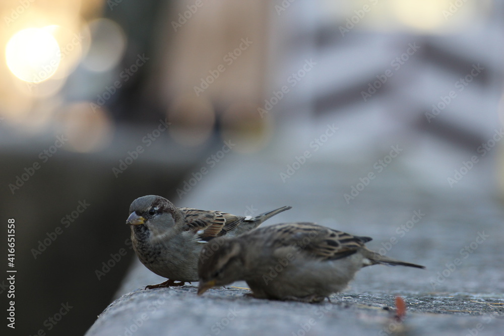 Obraz premium The sparrow jumps in search of food. Among others like him.