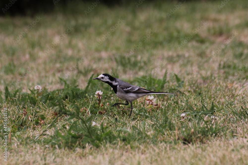 A white wagtail runs through the grass on a warm summer day. It hunts in its natural environment. A white wagtail runs through the grass on a warm summer day. It hunts in its natural environment.