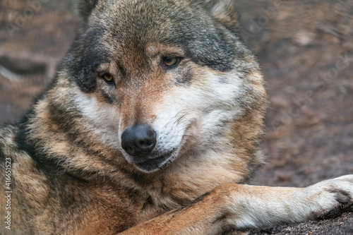 Close-up portrait of grey wolf in the forest. Beautiful predator western wolf  Canis lupus  lying on the ground with blurred background.