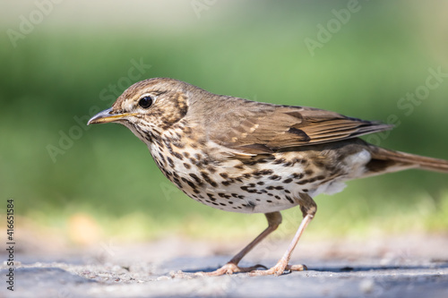 Close up song thrush portrait. Wild passerine bird Turdus philomelos with brown wings and spotted cream plumage with blurred green background.