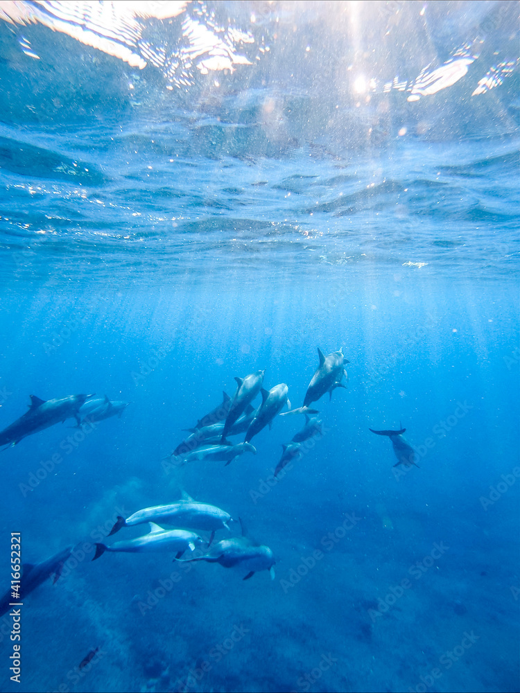 Fototapeta premium dolphin days