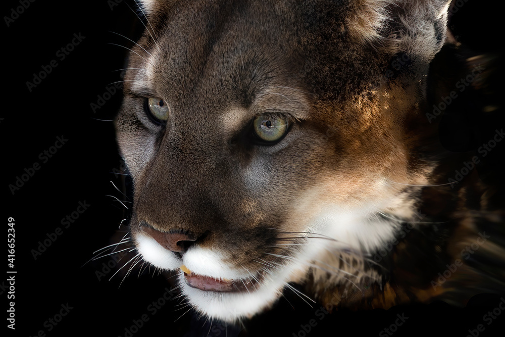 Detail of the head of a cougar. The cougar (Puma concolor) is native  American animal known has many names including catamount, mountain lion,  painter, panther and puma. Stock Photo | Adobe Stock