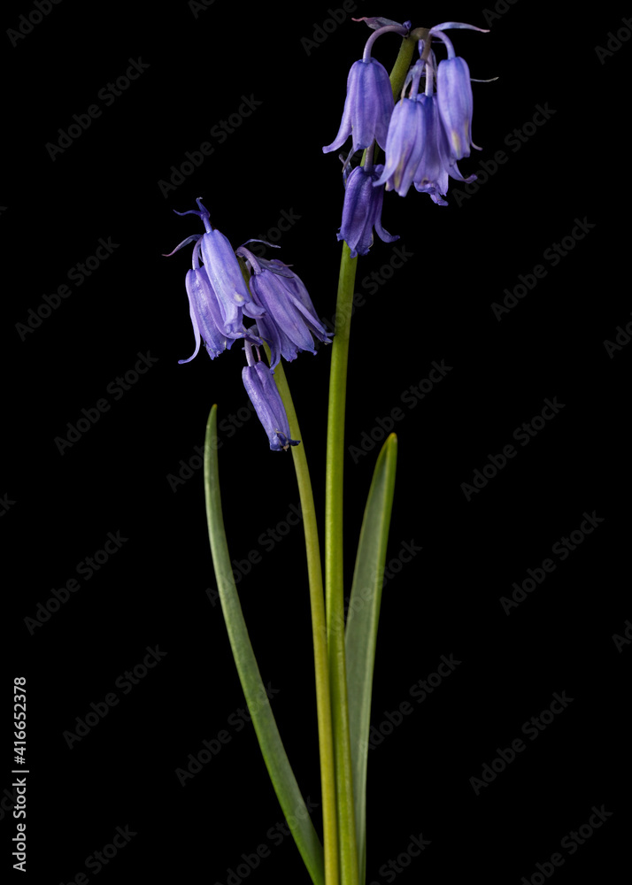 Violet flower of scilla , bluebell flower, isolated on black background