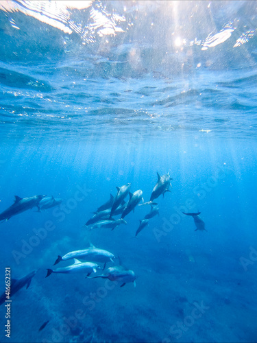 dolphin days © Michaela