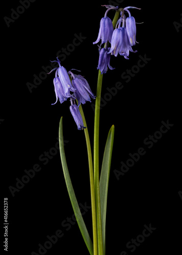 Obraz na płótnie Violet flower of scilla , bluebell flower, isolated on black background w salonie