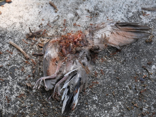 Weaver ants (Green ants) eat a dead bird