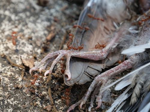 Weaver ants (Green ants) eat a dead bird