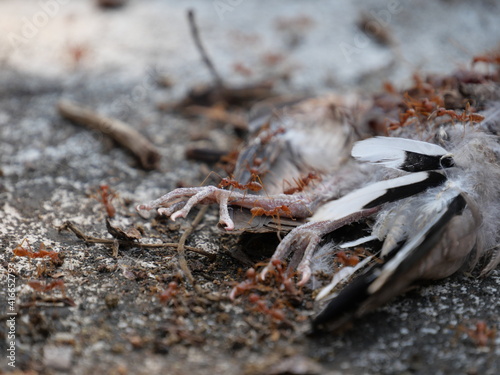 Weaver ants (Green ants) eat a dead bird