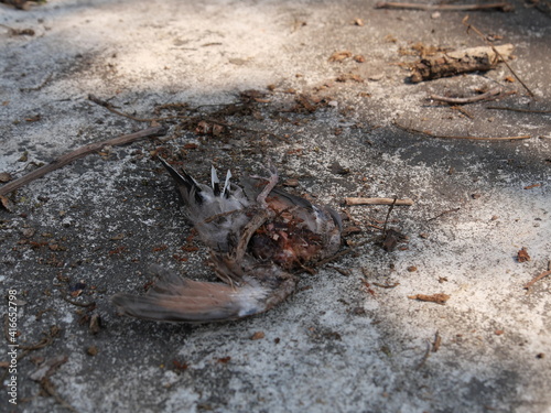 Weaver ants (Green ants) eat a dead bird