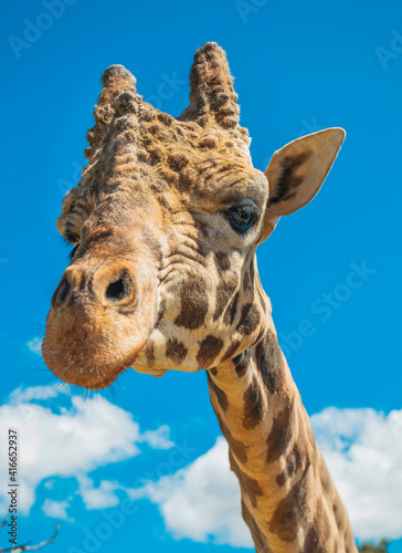 jirafa con cielo azul girafe avec un ciel bleu giraffe with blue background 