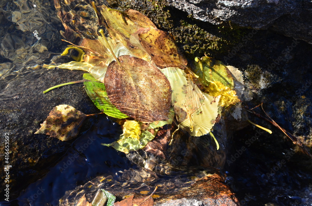 Fototapeta premium Creek