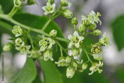 Female blossoms and buds on a bittersweet vine