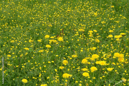 Spring or summer natural background of meadows with yellow dande
