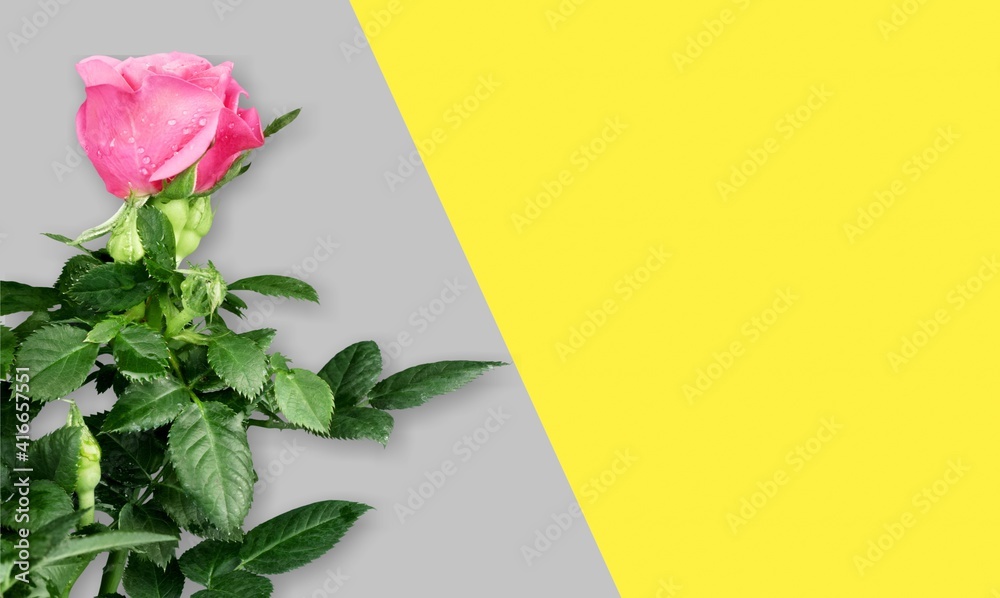 Fototapeta premium Rose.