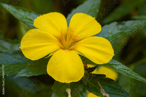 Bright yellow tropical Caribbean flower - Bitter Gourd