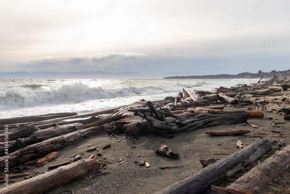 Lots of driftwood on the beach at Coburg Peninsula in Colwood, British Columbia, Canada