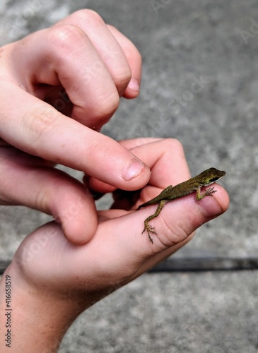 Baby Chameleon Lizard on Young Boy's Hand
