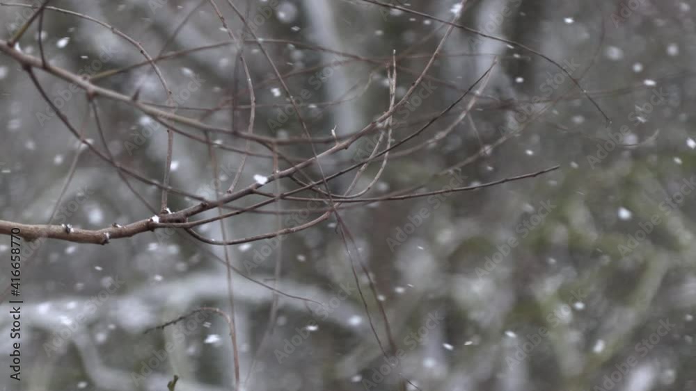 Tree branch agains the blurred snow fall texture background. Tree branch agains the blurred snow fall texture background.