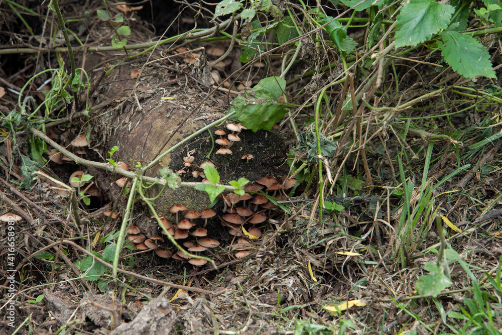 Forest ecosystem. Fungi. Closeup view of a mushroom colony growing on a rotting tree trunk in the woods. Forest ecosystem. Fungi. Closeup view of a mushroom colony growing on a rotting tree trunk in the woods.