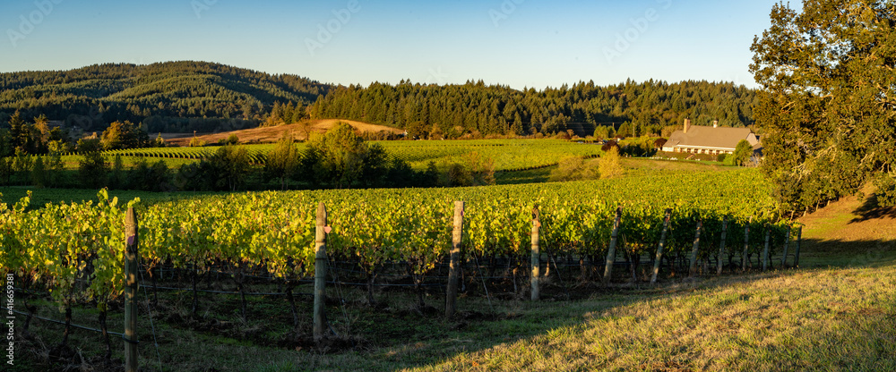 A vineyard and winery in the rolling hills near Salem Oregon