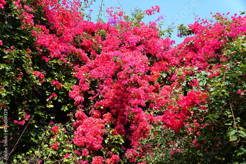 Beautiful display of bright pink bougainvillea flowers © K.A
